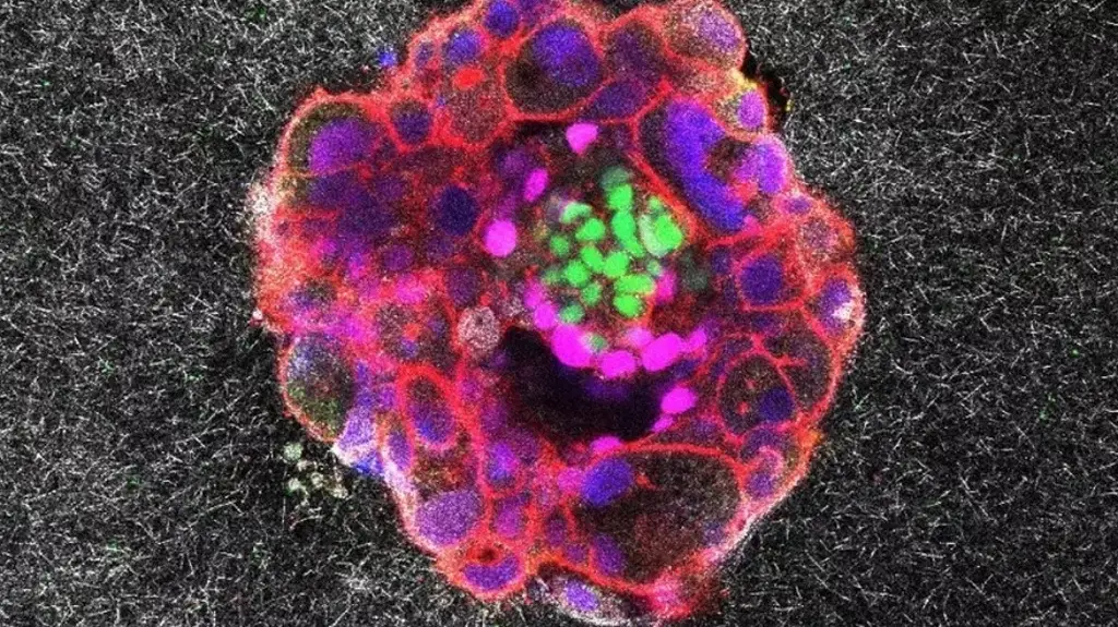 Imagen Graban por primera vez el proceso de implantación de un embrión humano en tiempo real