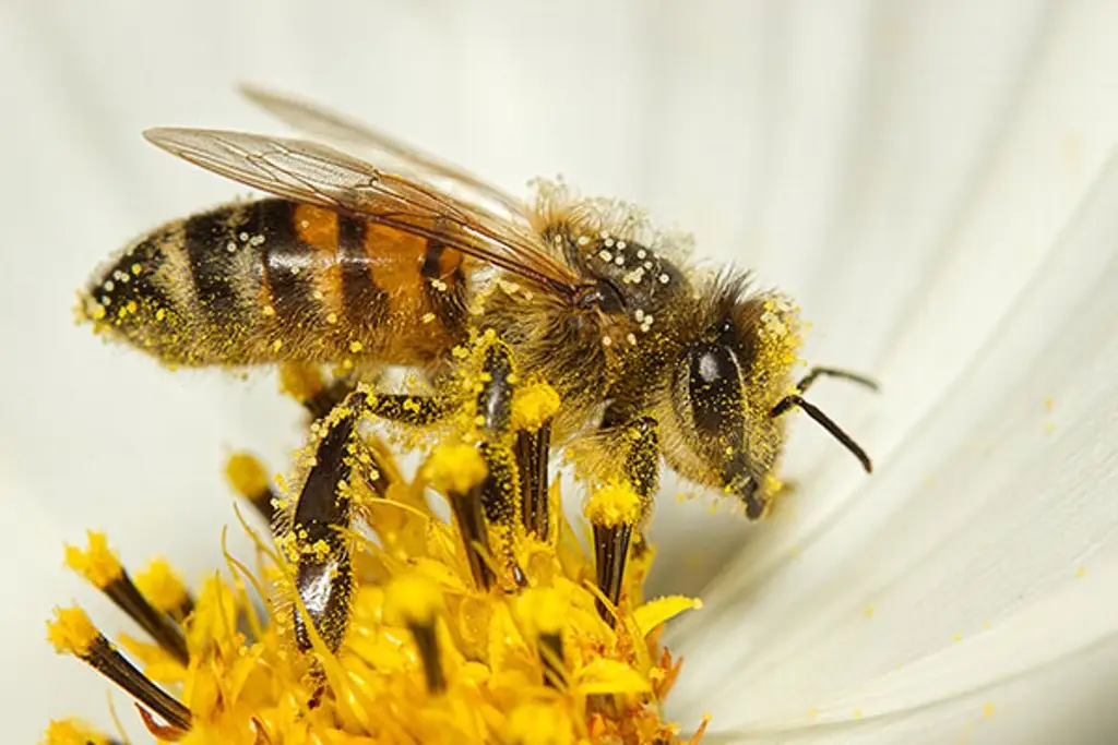 Imagen Presiones ambientales merman la presencia de abejas en México, revela la UNAM