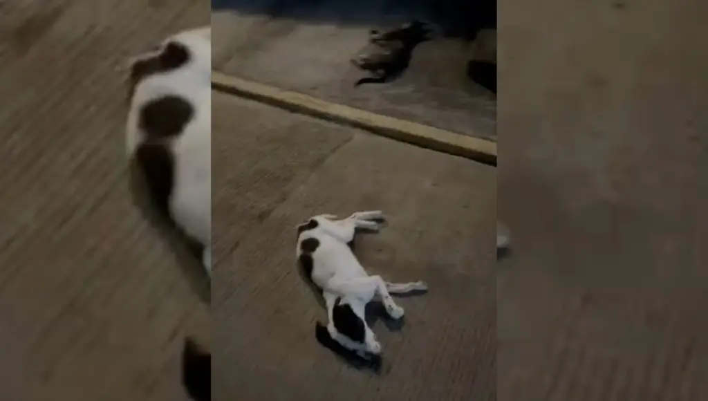 Imagen Perros muertos fueron lanzados desde azotea, aclaran animalistas de Xalapa