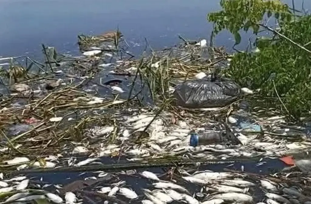 Imagen Muerte masiva de peces agrava crisis en Laguna de Tres Palos, en Acapulco