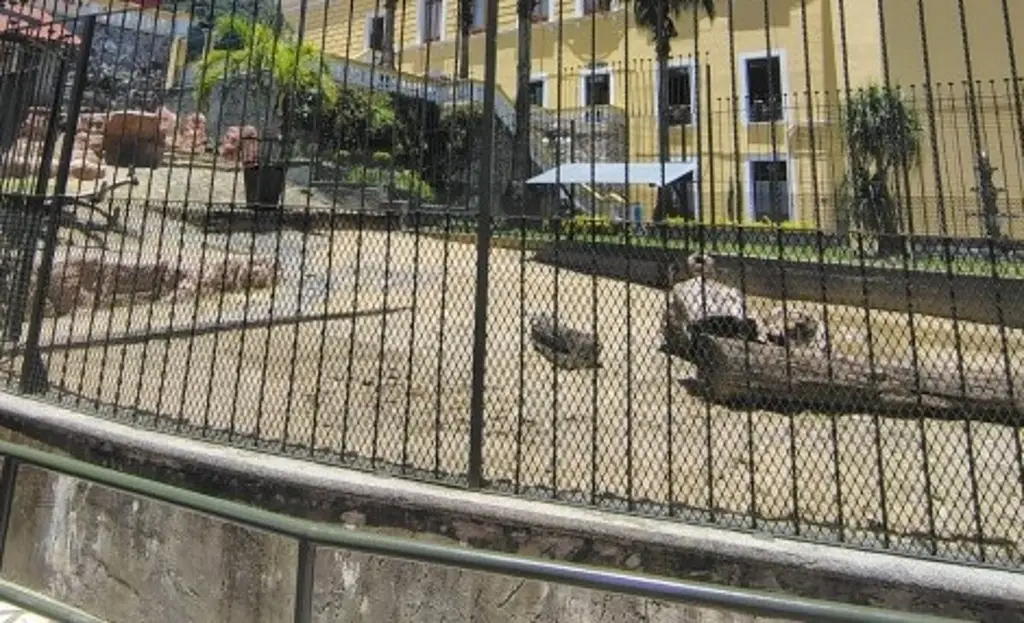 Imagen Muere cría de león en su jaula de la Reserva Animal de Orizaba, Veracruz 
