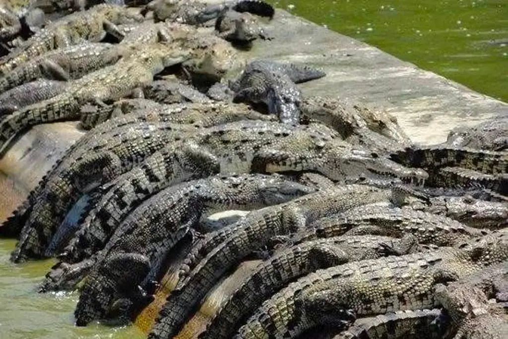 Imagen Roban 60 cocodrilos en La Antigua 