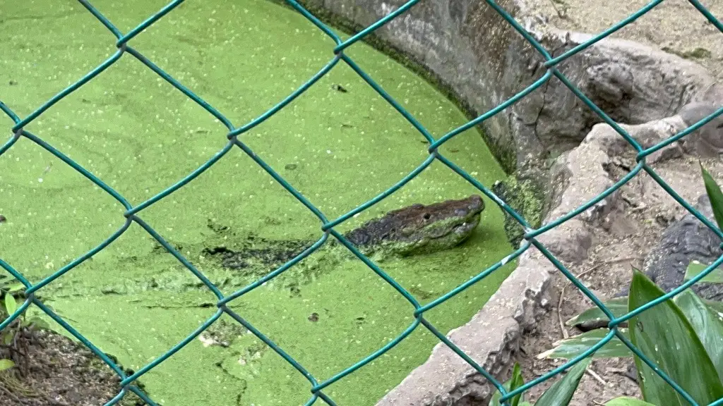 Imagen Robo de cocodrilos podría estar ligado a tráfico de fauna silvestre