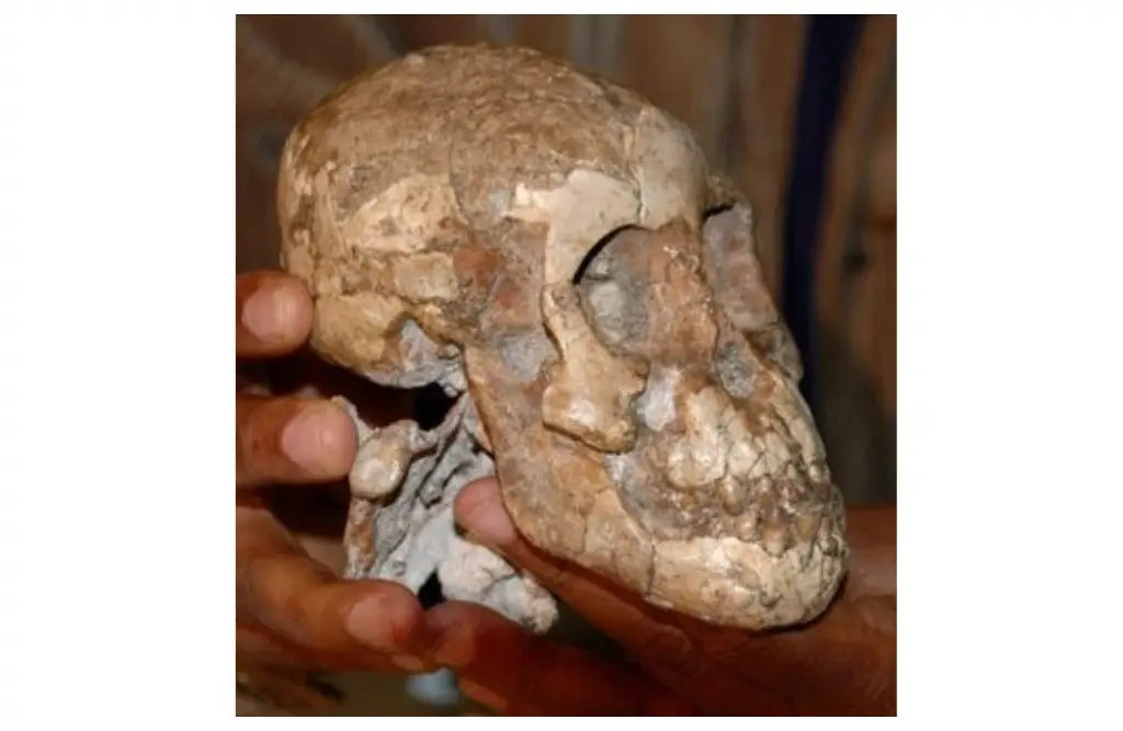 Imagen Un cráneo de niña sería la evidencia más antigua del mestizaje de neandertales y sapiens