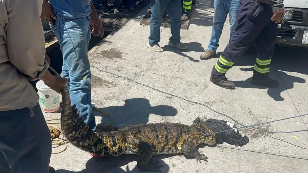 Imagen Encuentran cocodrilo en Lagos de Puente Moreno (+video)