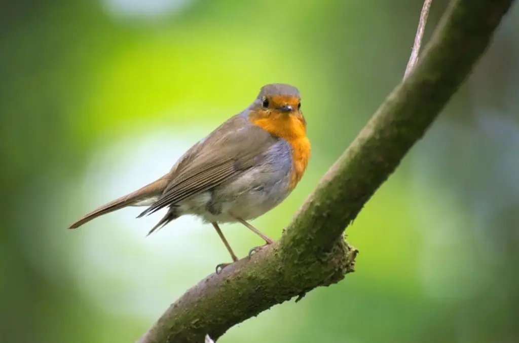 Imagen Contaminación de la luz prolonga los cantos de las aves casi una hora, según estudio 