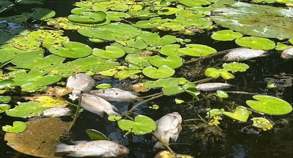 Imagen Reportan mortandad de peces en la laguna de San Julián en Veracruz 