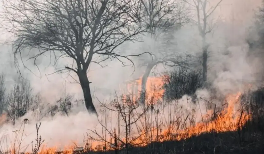 Imagen Población mundial expuesta a incendios ha aumentado 40% en lo que va de siglo, según estudio