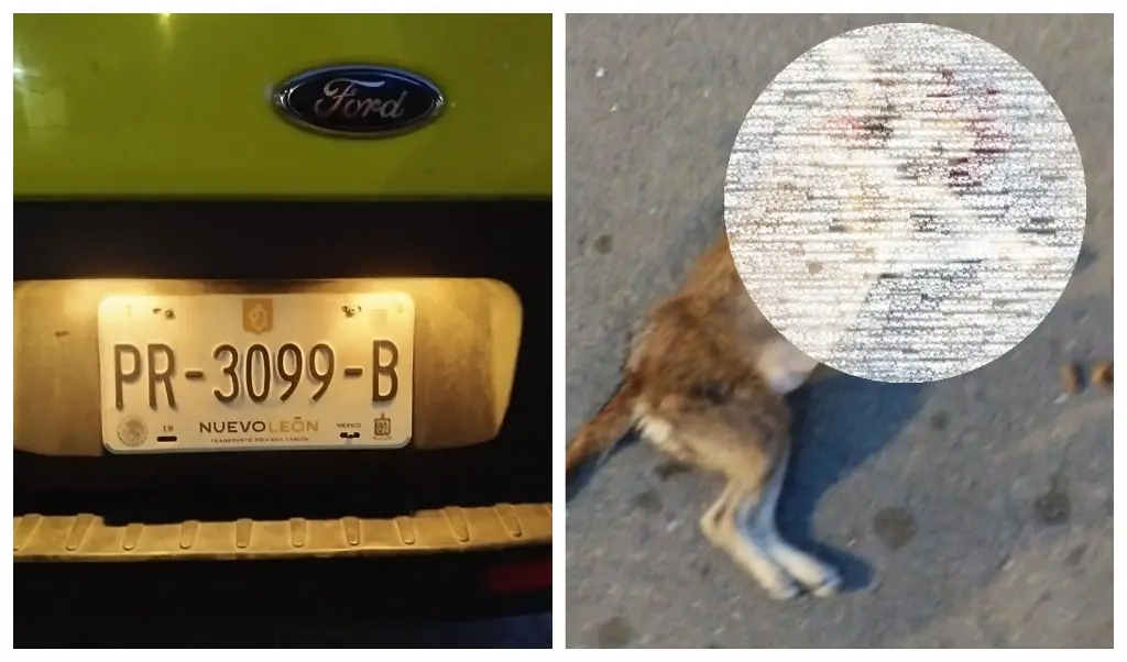 Imagen Acusan que repartidor atropelló y mató a propósito a perrita en Veracruz