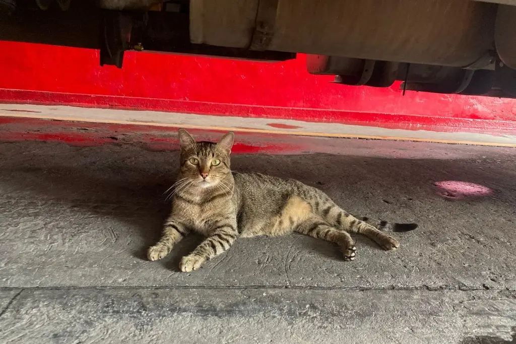 Imagen Conoce al gato Friki, la mascota de Bomberos Municipales de Veracruz