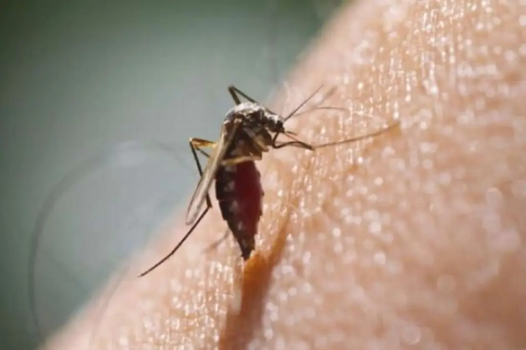 Imagen Conoce un poco acerca del dengue, sus síntomas y cómo protegerse 