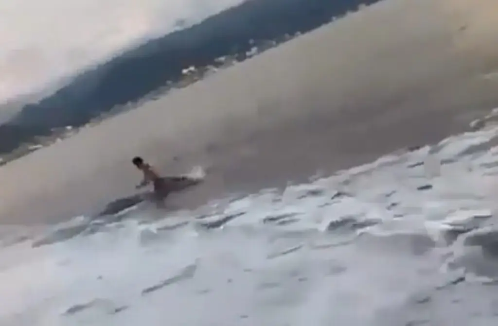 Imagen Cocodrilo ataca a joven bañista en la playa de Puerto Vallarta (+Video)