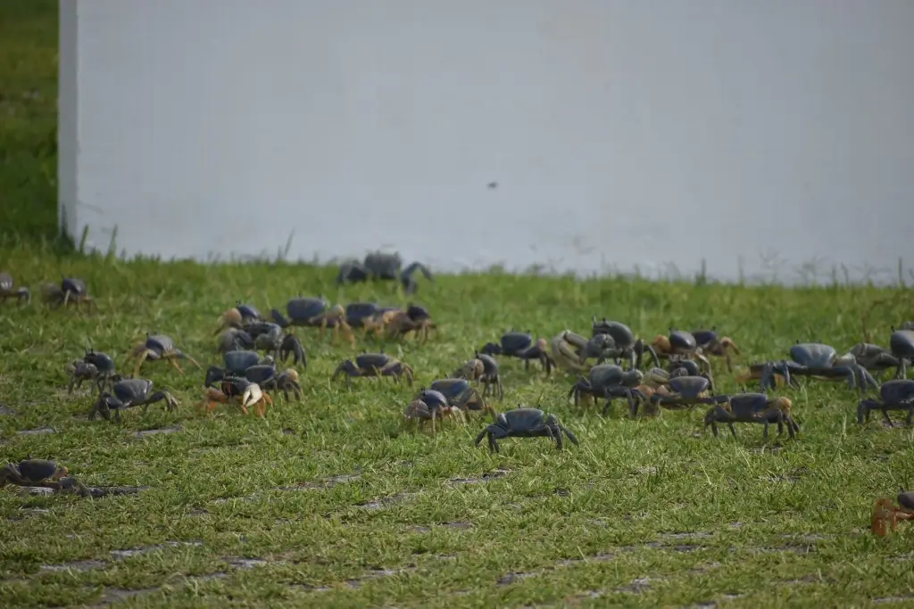 Imagen Habrá multas en la Riviera Veracruzana para proteger al cangrejo azul, anuncia PMA