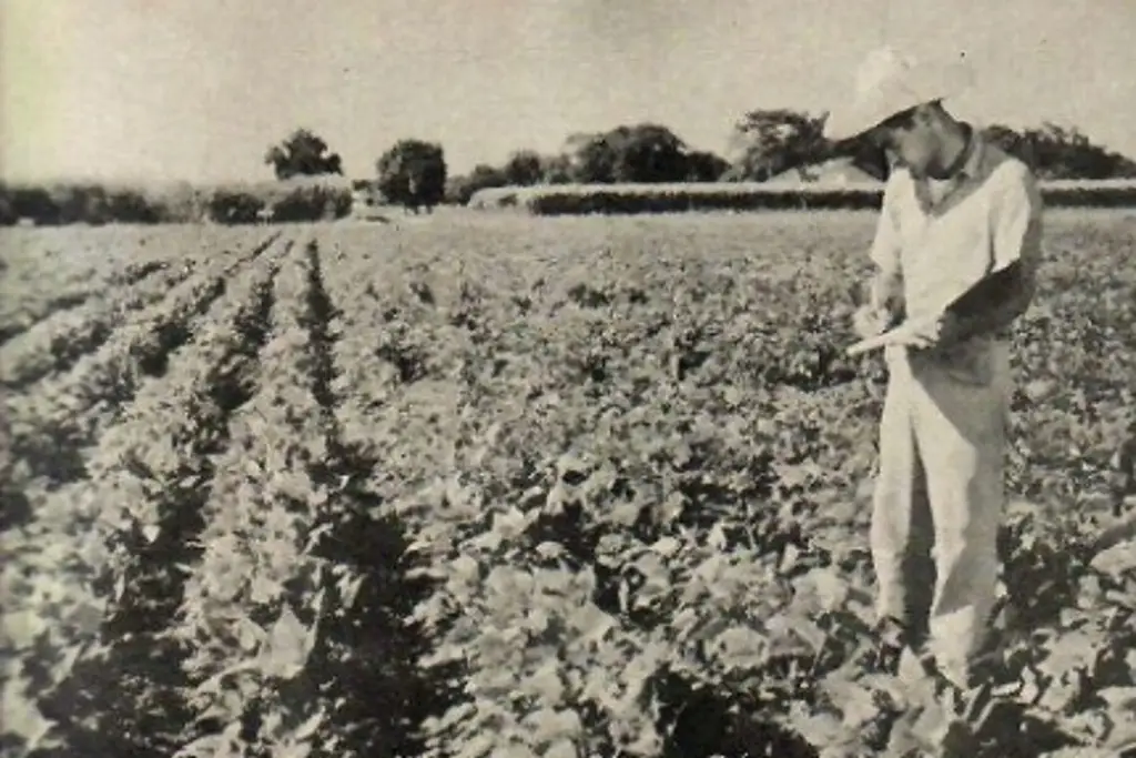 Imagen Esta es la historia del 'Frijol Negro Jamapa' a 68 años de su creación 