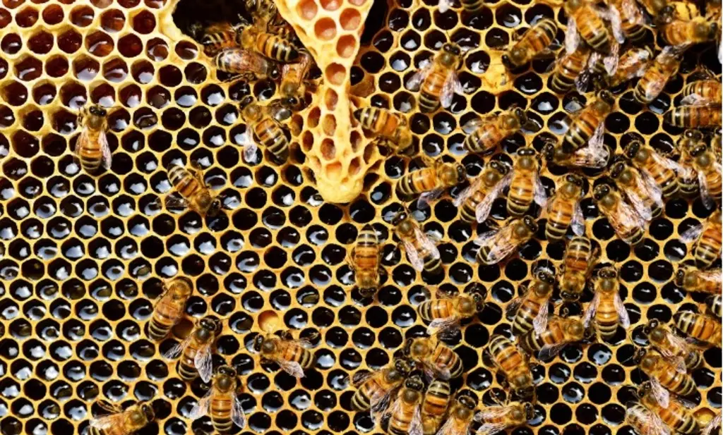 Imagen Abejas atacan a hombre en colonia de Veracruz; vecinos acuden al rescate 
