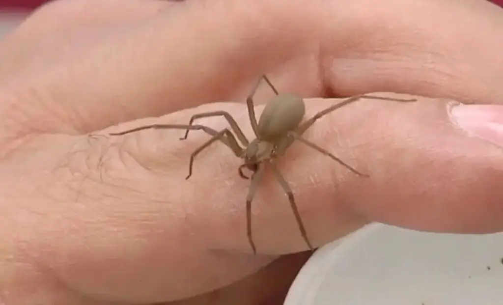 Imagen Conoce un poco acerca de la araña violinista y sus características 