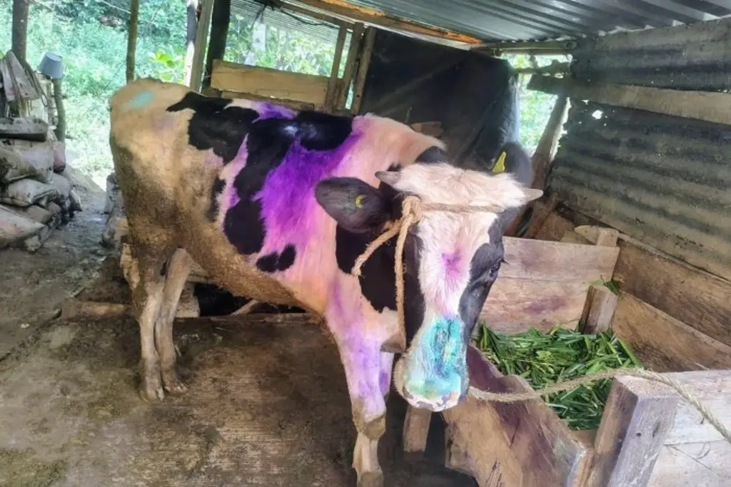 Imagen Sanidad federal permanecerá un mes en Ixtaczoquitlán para atender caso de gusano barrenador