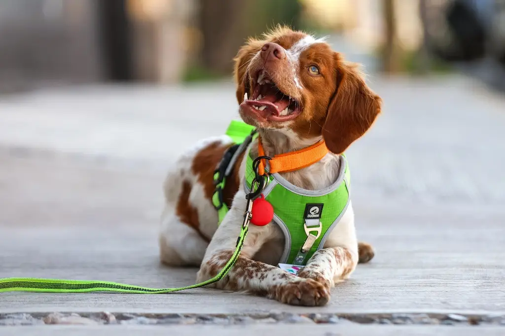 Imagen Él es 'Manchas', el primer perro buscafugas de agua