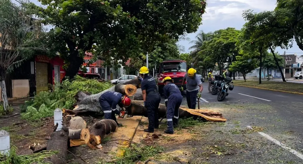 Imagen Un árbol se cayó en la avenida Cuauhtémoc en Veracruz 