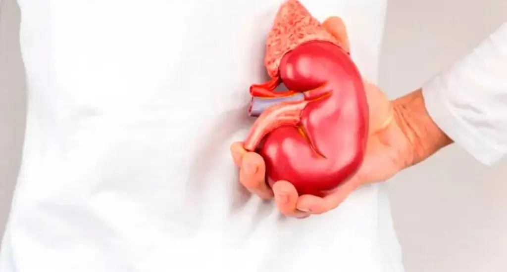 Imagen ¿Qué órganos y tejidos se pueden donar en Veracruz?
