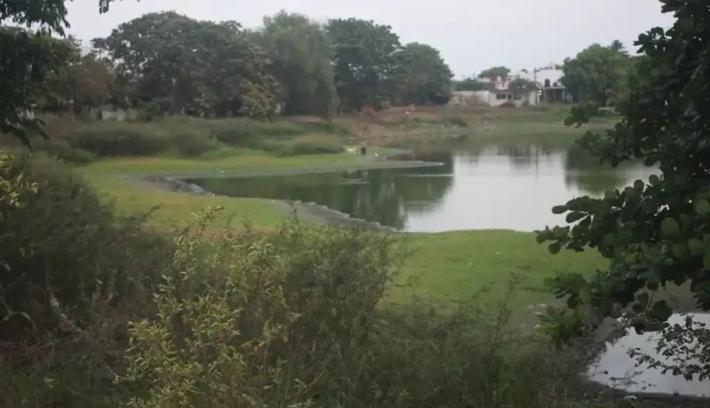 Imagen Realizarán jornada de reforestación en las lagunas La ilusión y El ensueño en Veracruz