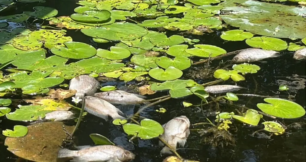 Imagen ¿Qué podría estar matando a los peces de la laguna de San Julián?