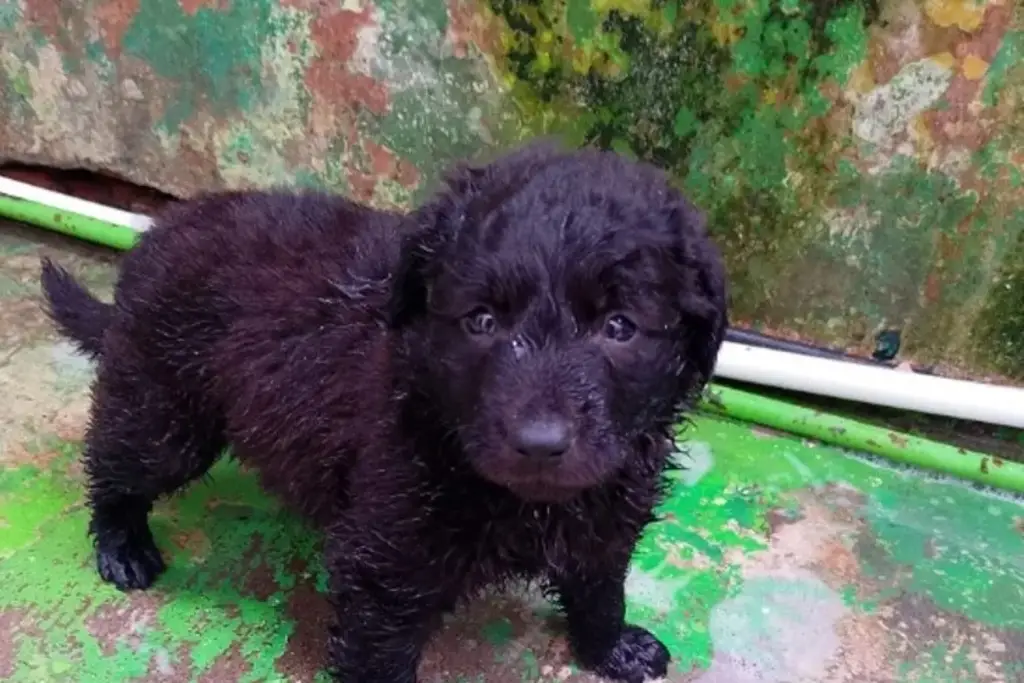 Imagen Cerrará un albergue de La Roca en Veracruz, ¿Qué pasará con los animalitos?