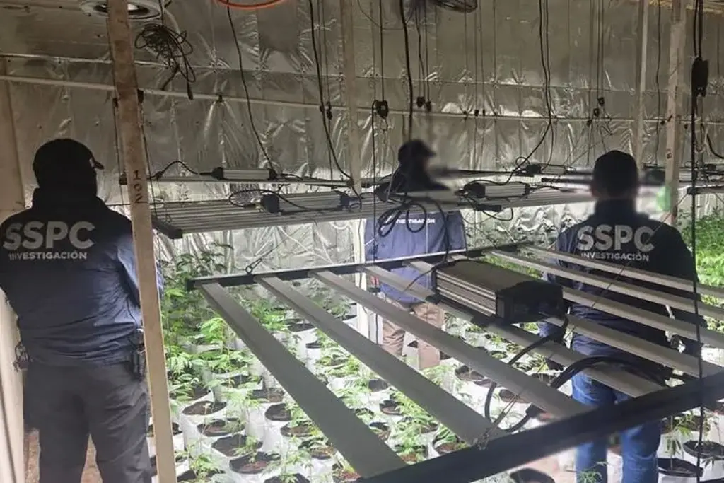 Imagen Descubren invernadero clandestino de mariguana en la ciudad de México