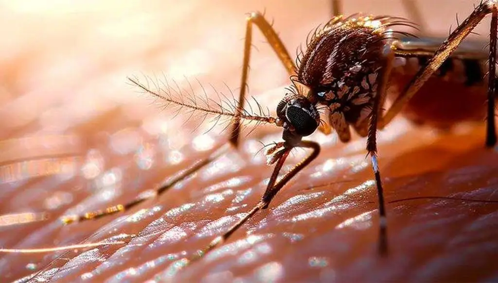 Imagen Salud reporta 16 muertes por dengue en una semana