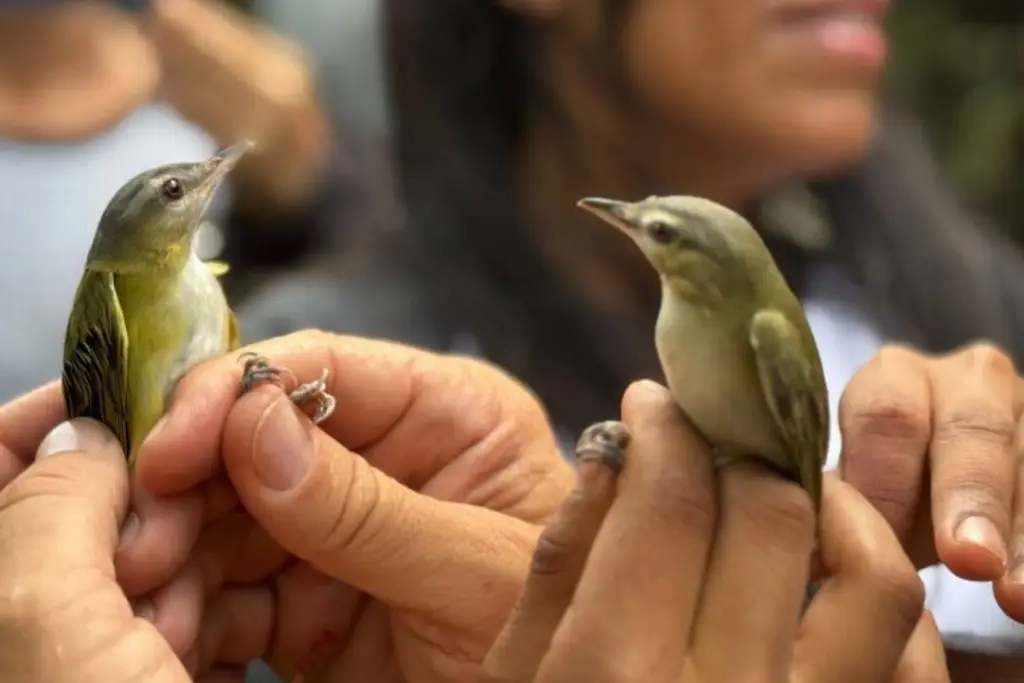 Imagen En Antón Lizardo se ha detectado la llegada de aves de otros países, checa de cuáles