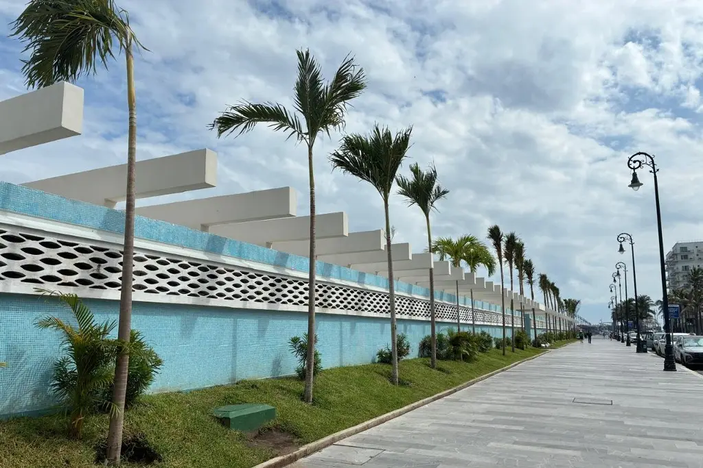 Imagen Reforestan con palmeras paseo del malecón de Veracruz