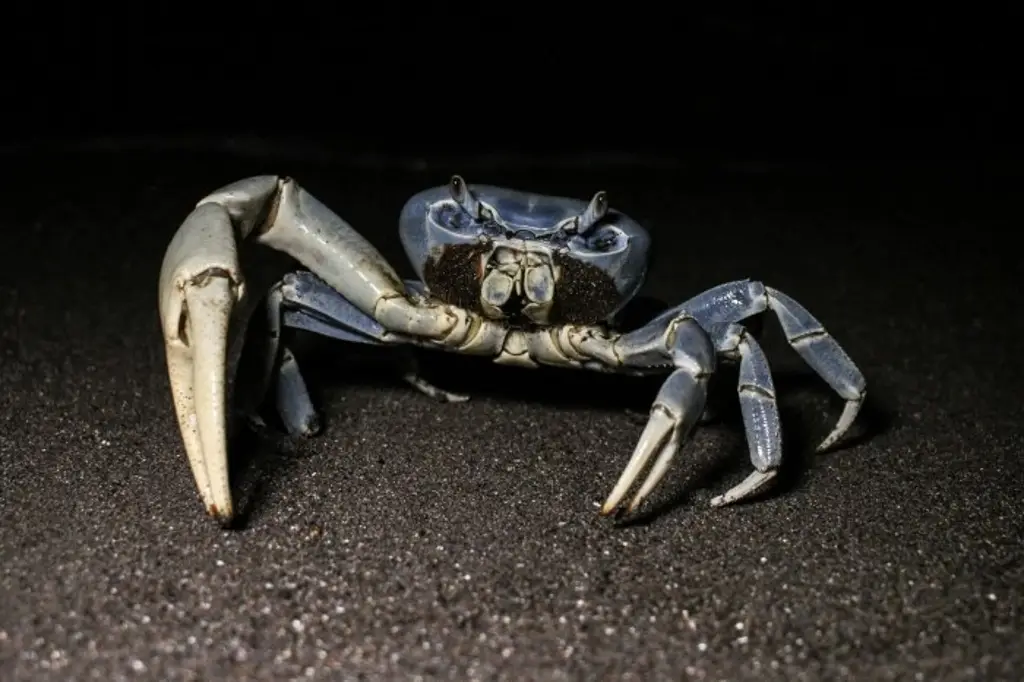 Imagen Proponen instalar pasos de fauna temporales para proteger al cangrejo azul