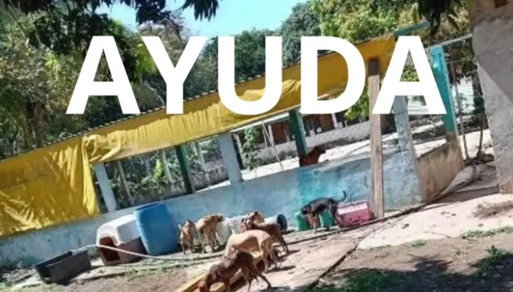 Imagen En lugar de criticar, deberían ayudar a atender a los animales del albergue La Roca: administrador