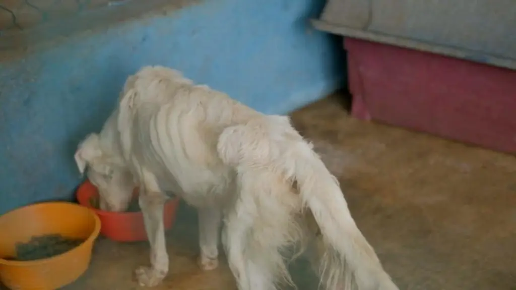 Imagen Rescatan a 49 animales del albergue La Roca, anuncia asociación 