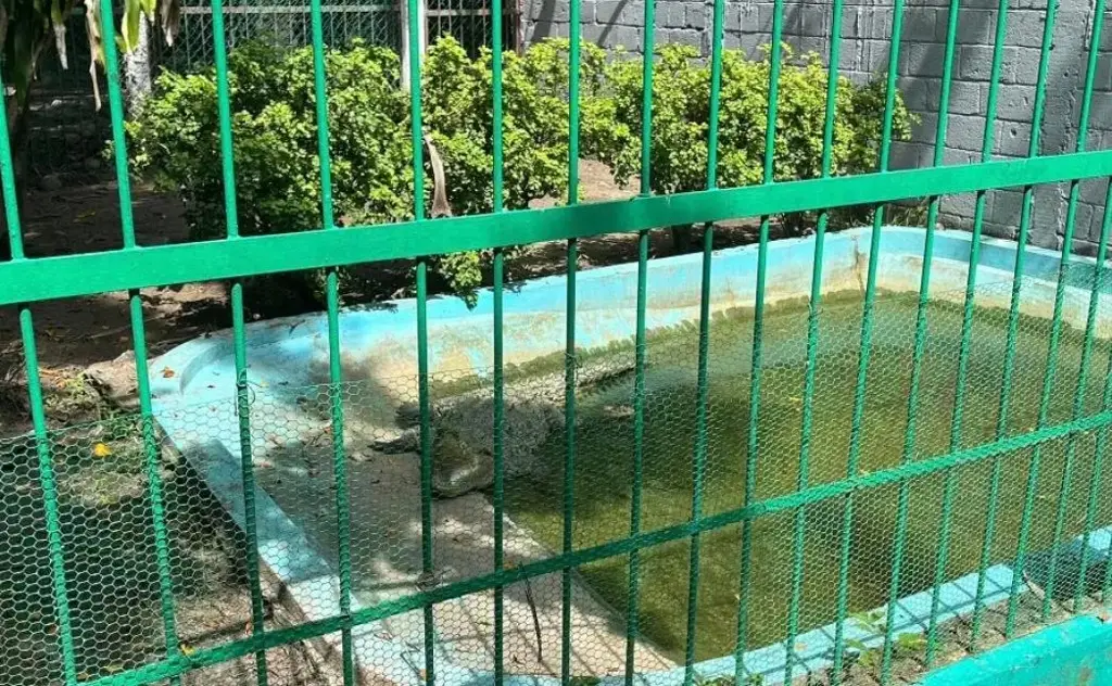 Imagen ¿Qué pasó con el cocodrilo que robaron en el zoológico de Veracruz?