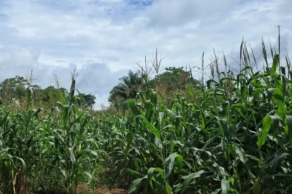 Imagen Siembran en Veracruz variedad de maíz con más proteínas que la leche; ya llegó a África