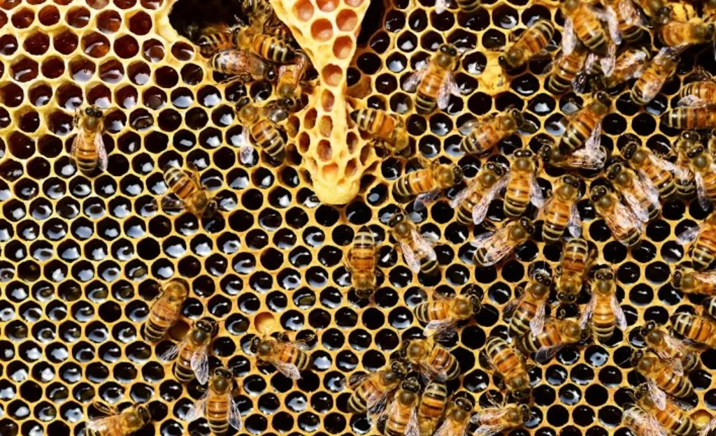 Imagen Piden aumentar la extensión de espacios naturales para evitar el declive de las abejas