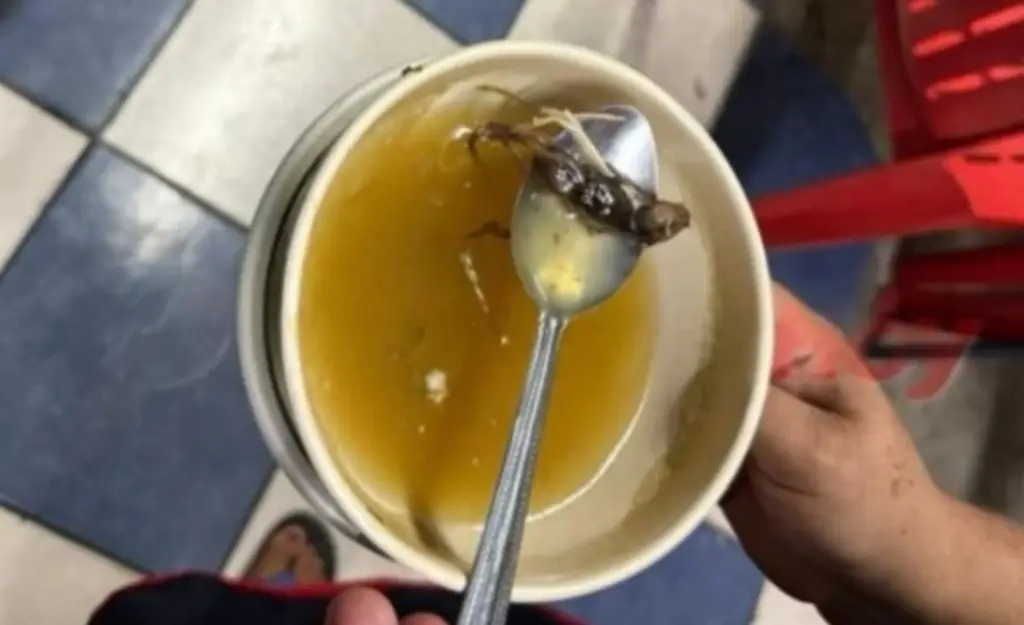 Imagen Hospitalizan a menor tras comer caldo con ratón en restaurante de Yucatán