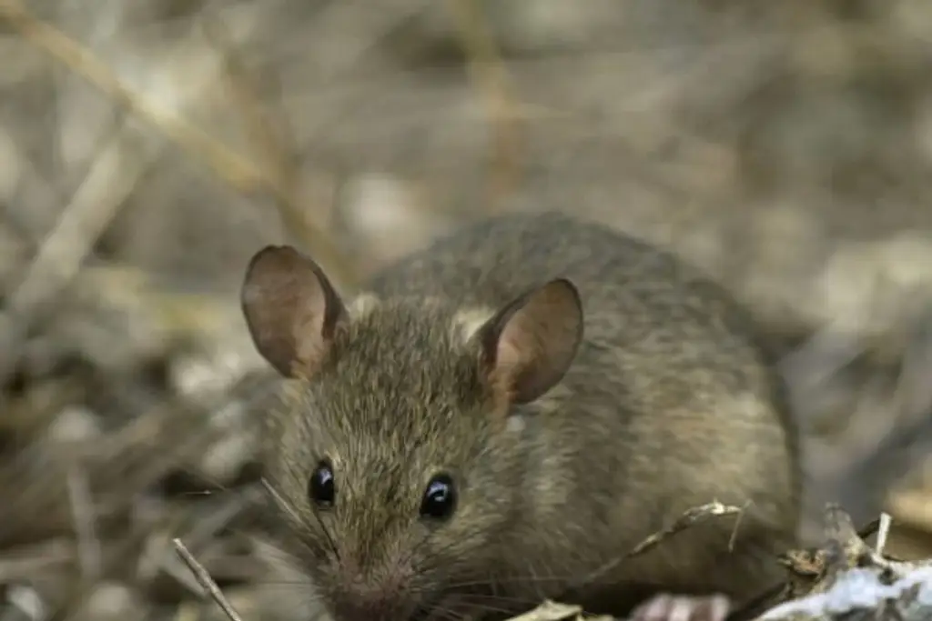 Imagen Hallan en Perú una nueva especie de roedor que bautizan en honor a princesa de mito local