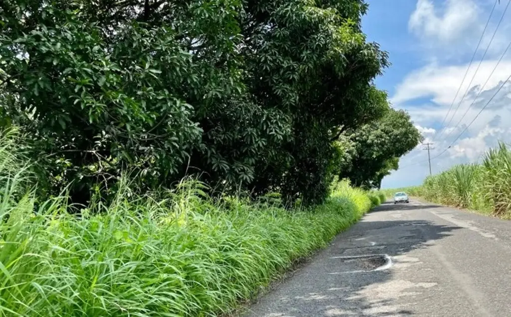 Imagen Hallan dos cuerpos sin vida en un cañaveral de Coatepec, Veracruz