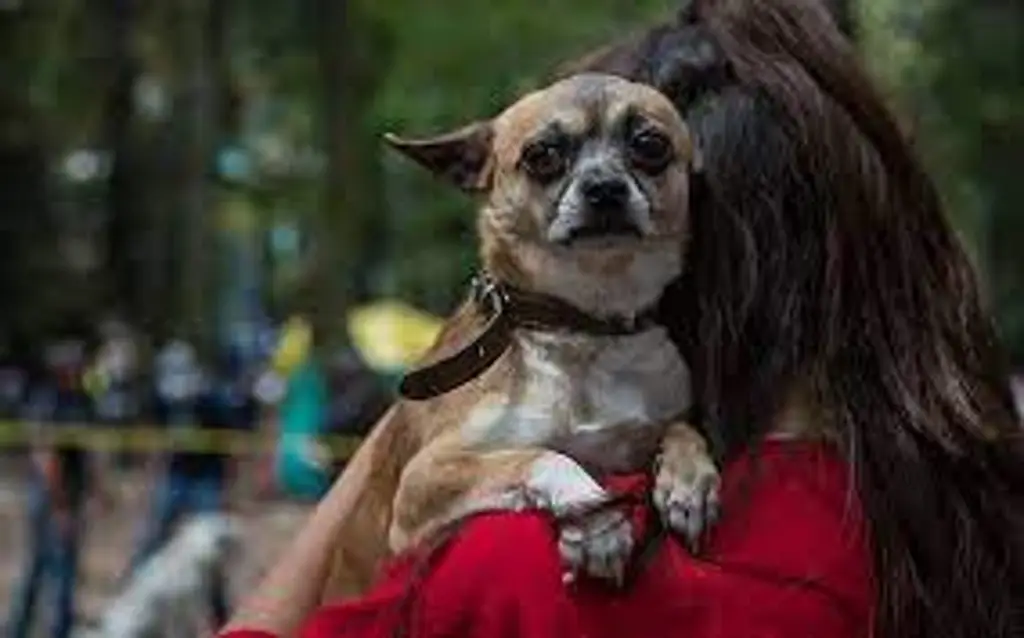 Imagen Presentan iniciativa para garantizar tutela de 'perrijos' y animales de compañía tras un divorcio  