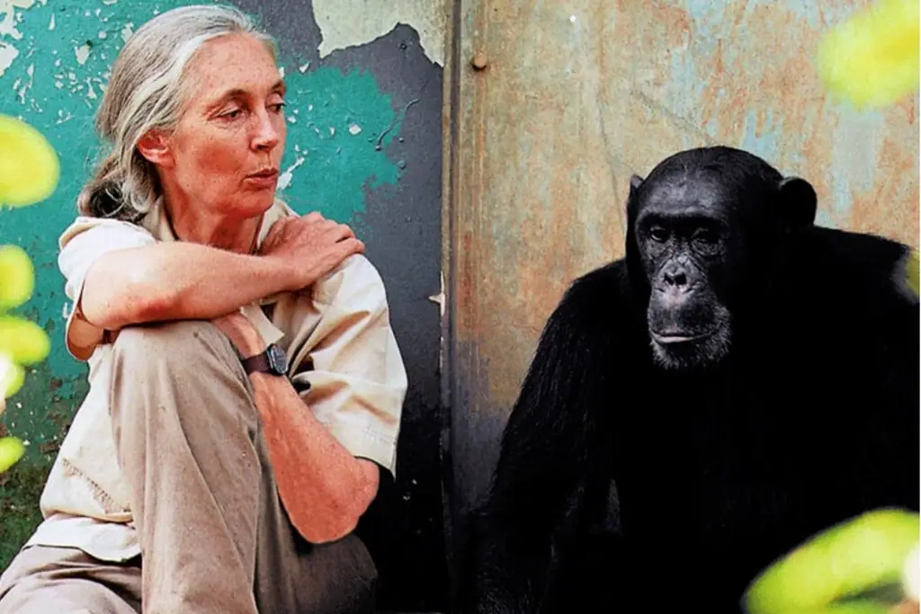 Imagen Muere la etóloga británica Jane Goodall, experta mundial en chimpancés