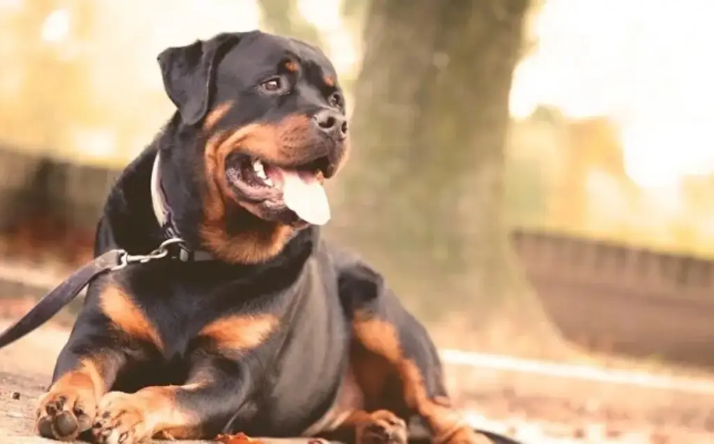 Imagen ¿Cómo evitar que las mascotas enfermen de rabia?