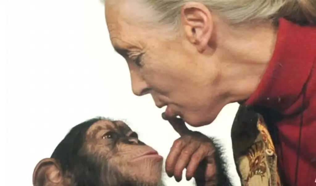 Imagen Ella 'sabía hablar con los chimpancés' (+Video)