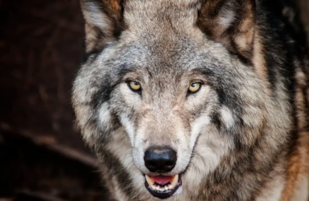 Imagen ¿El lobo teme a los humanos? Esto revela estudio 
