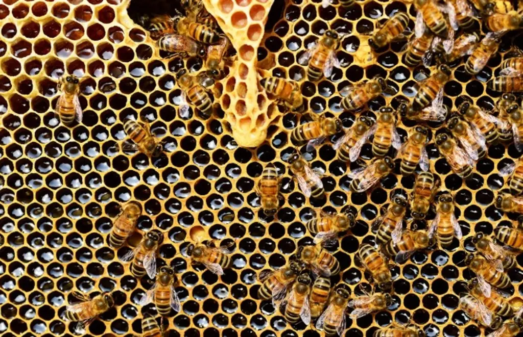 Imagen Esto tienes que saber acerca de las picaduras de alacranes, abejas y serpientes 