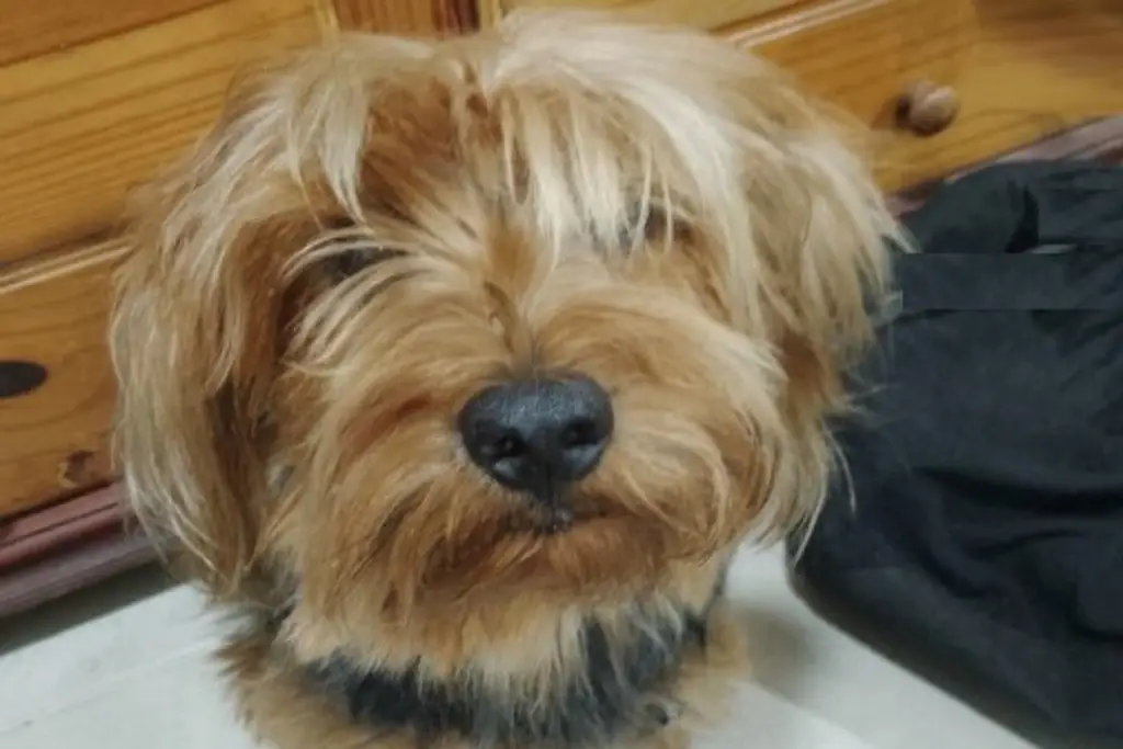 Imagen Entre ladridos, celebran la bendición de mascotas por San Francisco de Asís