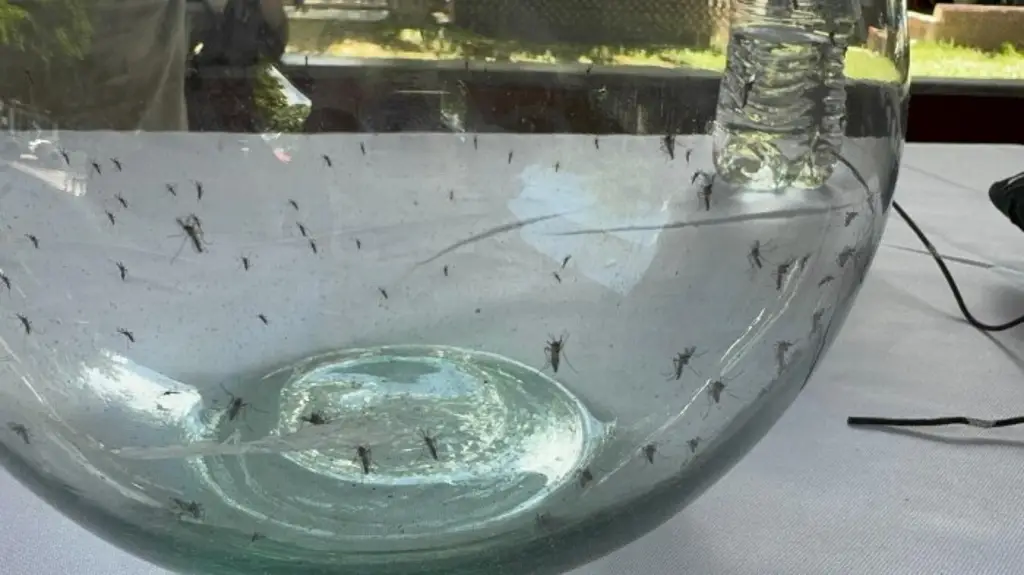 Imagen Secretaría de Salud revela cómo está Veracruz por casos de dengue 