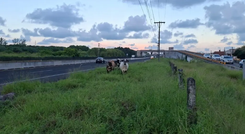 Imagen Captan vacas en la autopista Veracruz - Cardel 