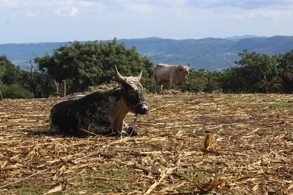 Imagen Descartan gusano barrenador en Alvarado, pero piden estar alerta si detectan heridas en animales